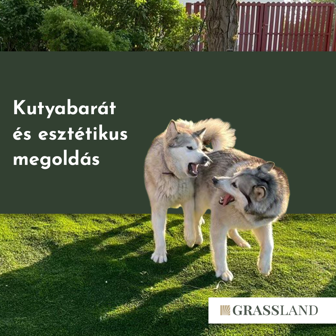 gl social kutyas 221108